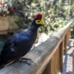 Buy Lady Ross's Turaco Online