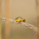 Buy Red-headed Bunting Online