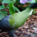Buy White Cheeked Turaco Online