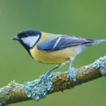 Buy Turkestan Tit Online