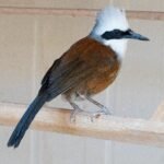 Buy White Crested Laughing Thrush Online
