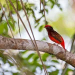 Buy Guianan Red Cotinga Online