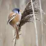 Buy Bearded Tit Online