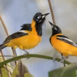 Buy Venezuelan Troupial Online