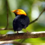 Buy Golden Headed Manakin Online