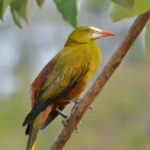 Buy Green Oropendola Online