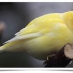 Buy Fife Fancy Canary Online