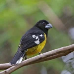 Buy Black backed Grosbeak Online