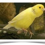 Buy Waterslager Canary Online