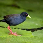 Buy Black Crake Online