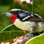 Buy Black Spotted Barbet Online