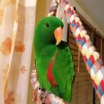 Grand Eclectus