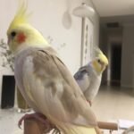 Cinnamon Cockatiel