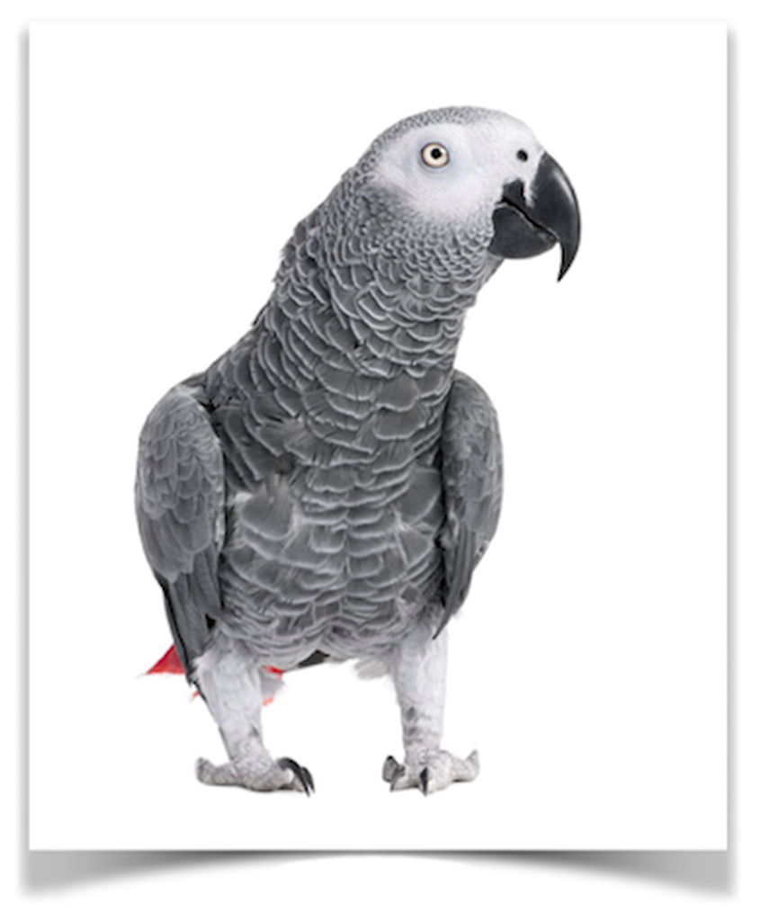 AFrican_Grey_Parrot_-_pet_birds_for_sale_-_www.thefinchfarm.com__04329.1463578089.1280.1280__09944.1564432912.png