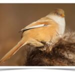 Buy Bearded Tit Online