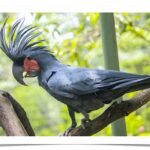 Buy Black Palm Cockatoo Online