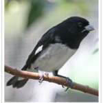 Buy Black and white Seedeater Online