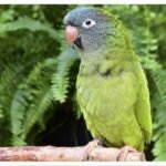 Buy Blue Crowned Conure Online
