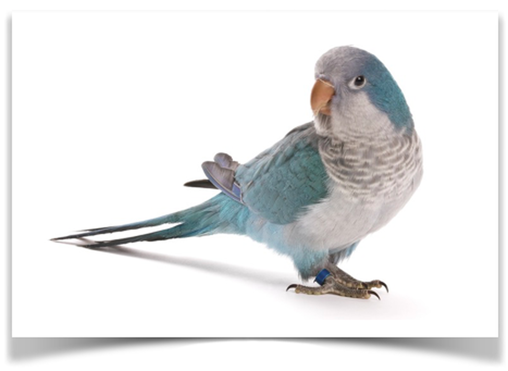 Blue_Quaker_Parrots_-_buy_birds_online_-_pet_birds_for_sale1__48190.1564523628.png