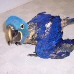 Buy Baby Hyacinth Macaw Online