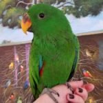 BUY ECLECTUS PARROT FOR SALE