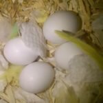 Buy Scarlet Macaw eggs