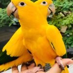 Buy Golden Conure Parakeet