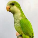BUY MONK PARAKEET FOR SALE