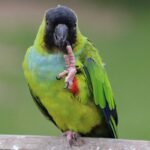 BUY NANDAY CONURE FOR SALE