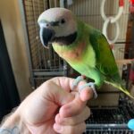 BUY PARAKEETS FOR SALE