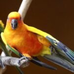 BUY SUN CONURE FOR SALE