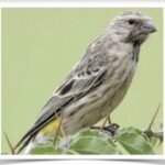 Buy Black Throated Canary Online