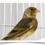 Buy Goldfinch Mules Online