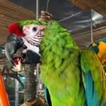 Great green macaw