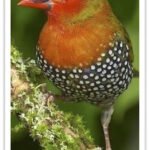 Buy Green-backed Twinspot Online