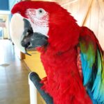 Green-winged macaw