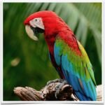 Buy Green-winged Macaw  Online