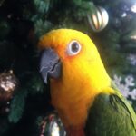 Jenday Conure