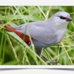 Buy Lavender Waxbill Online