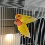 LUTINO PEACH FACED LOVEBIRD FOR SALE