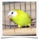 Buy Lutino Parrotfinch Online