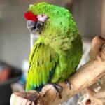 Military macaw