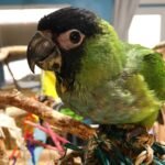 Nanday Conure