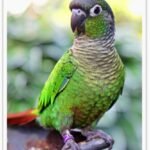 Buy Green Cheek Conure Normal Online