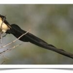 Buy Paradise Whydah Online
