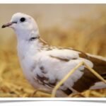 Buy Pied Doves Online
