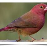 Buy Red-Billed Firefinch Online