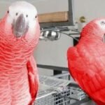 RED FACTOR AFRICAN GREY FOR SALE