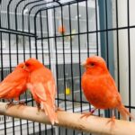 RED FACTOR CANARY FOR SALE
