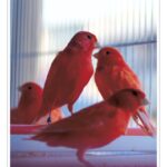Buy Red Factor Canary Online